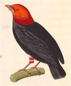 Pipra rubrocapilla 1838