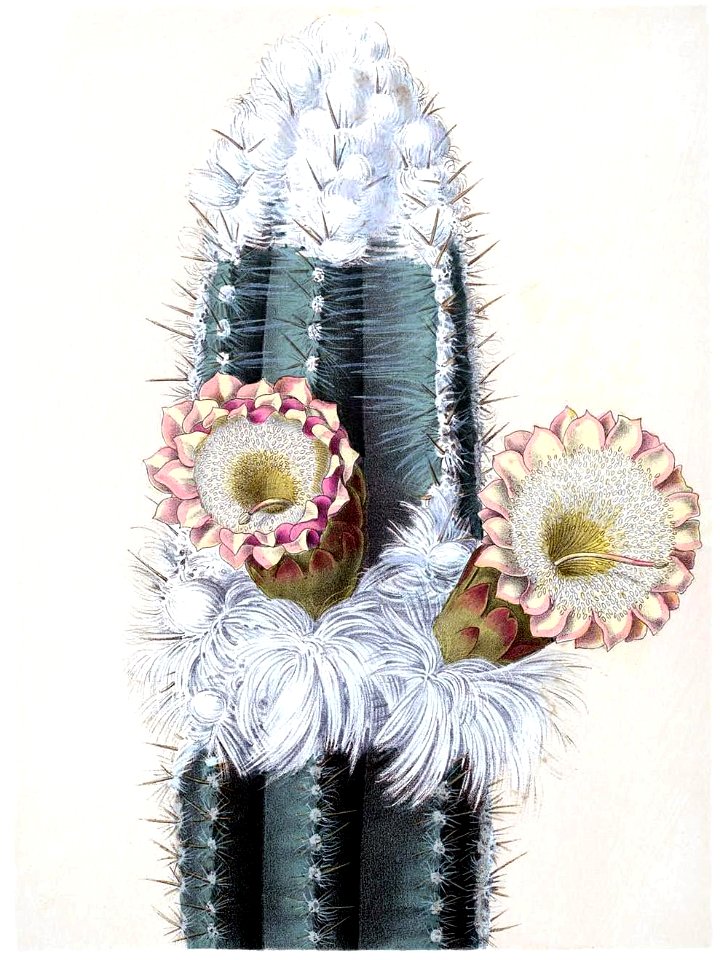 Pilosocereus houlletii BlKakteenT79