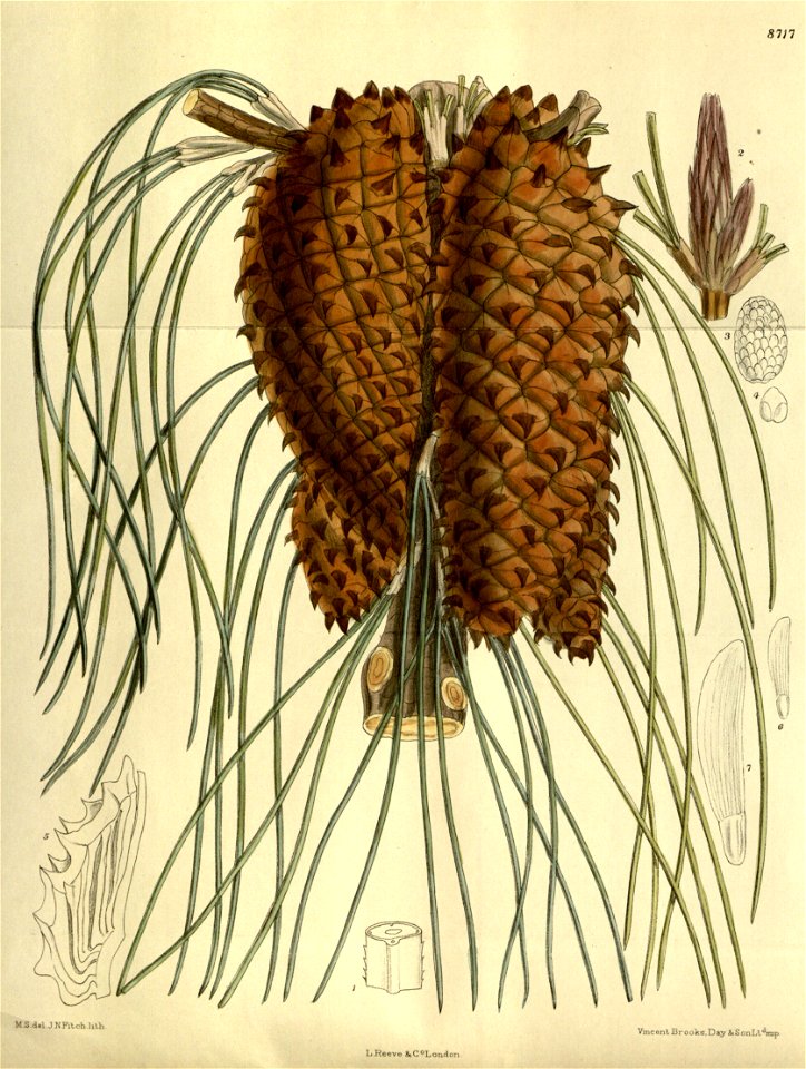 Pinus tuberculata 143-8717