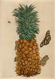 Pineaple by Merian 001