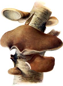 Pilze d. Heimat, T. 25 - Polyporus betulinus