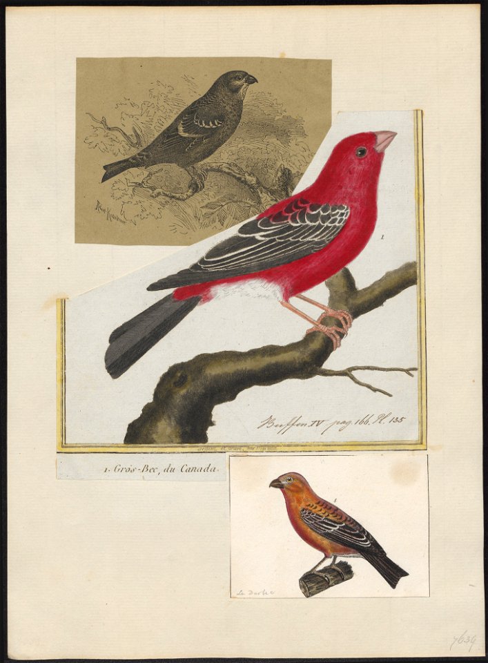 Pinicola enucleator - 1700-1880 - Print - Iconographia Zoologica - Special Collections University of Amsterdam - UBA01 IZ16000195