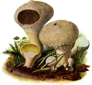 Pilze d. Heimat, T. 36 - Lycoperdon gemmatum