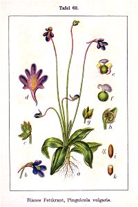 Pinguicula vulgaris Sturm62