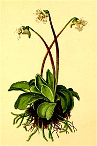 Pinguicula flavescens Atlas Alpenflora