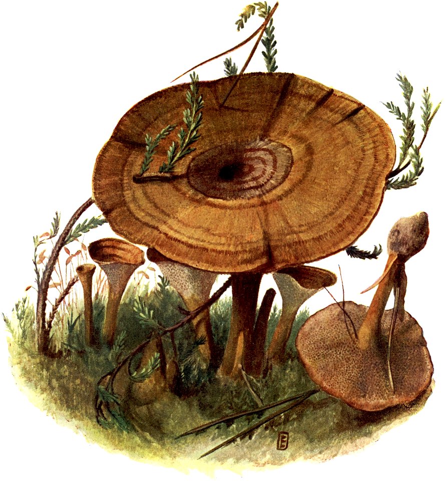 Pilze d. Heimat, T. 27 - Polyporus perennis