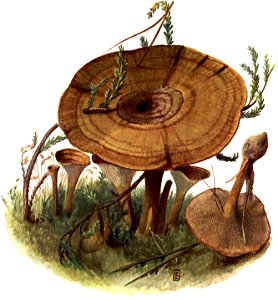 Pilze d. Heimat, T. 27 - Polyporus perennis