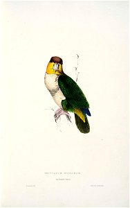 Pionites leucogaster -Psittacus badiceps Bay-headed parrot -by Edward Lear 1812-1888