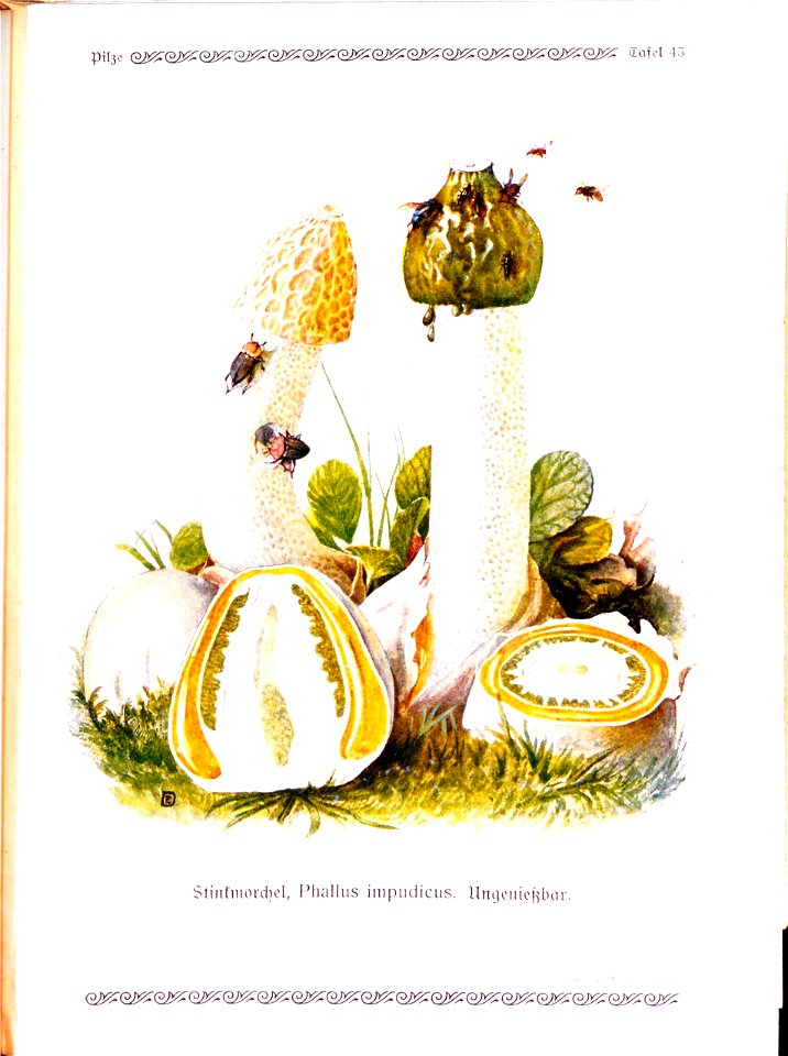Pilze d. Heimat, T. 43 - Phallus impudicus