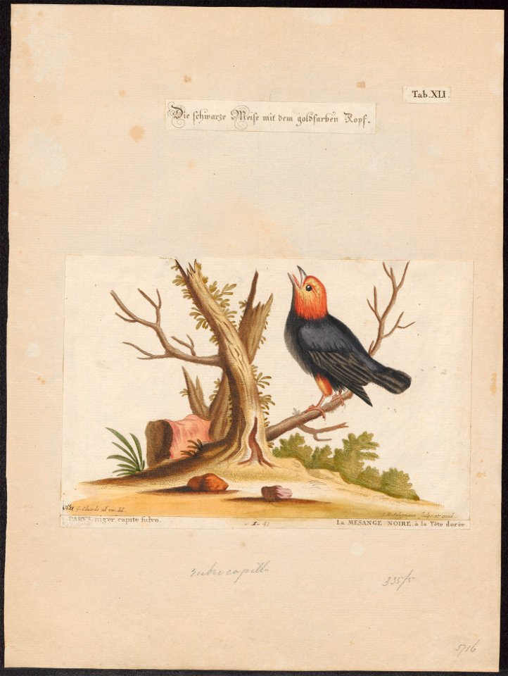 Pipra rubricapilla - 1700-1880 - Print - Iconographia Zoologica - Special Collections University of Amsterdam - UBA01 IZ16600207