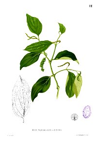 Piper nigrum Blanco1.11