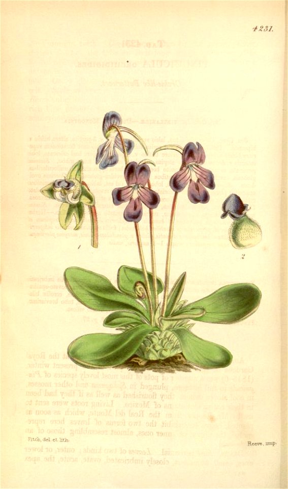Pinguicula orchidioides