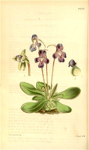 Pinguicula orchidioides