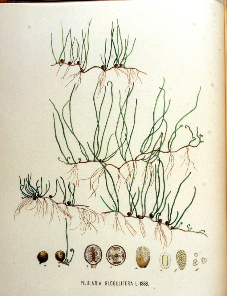 Pilularia globulifera — Flora Batava — Volume v18