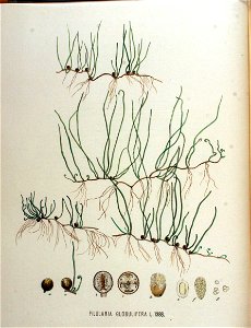 Pilularia globulifera — Flora Batava — Volume v18. Free illustration for personal and commercial use.