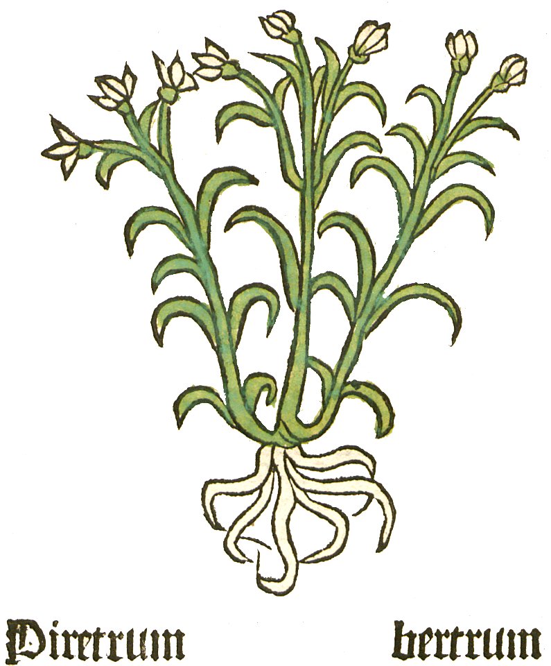 Piretrum 1484