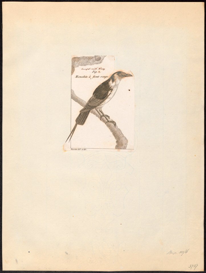 Pipra militaris - 1782-1825 - Print - Iconographia Zoologica - Special Collections University of Amsterdam - UBA01 IZ16600231