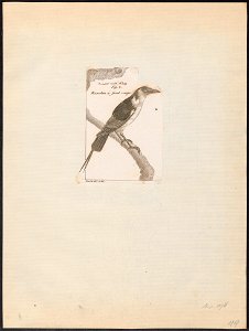 Pipra militaris - 1782-1825 - Print - Iconographia Zoologica - Special Collections University of Amsterdam - UBA01 IZ16600231