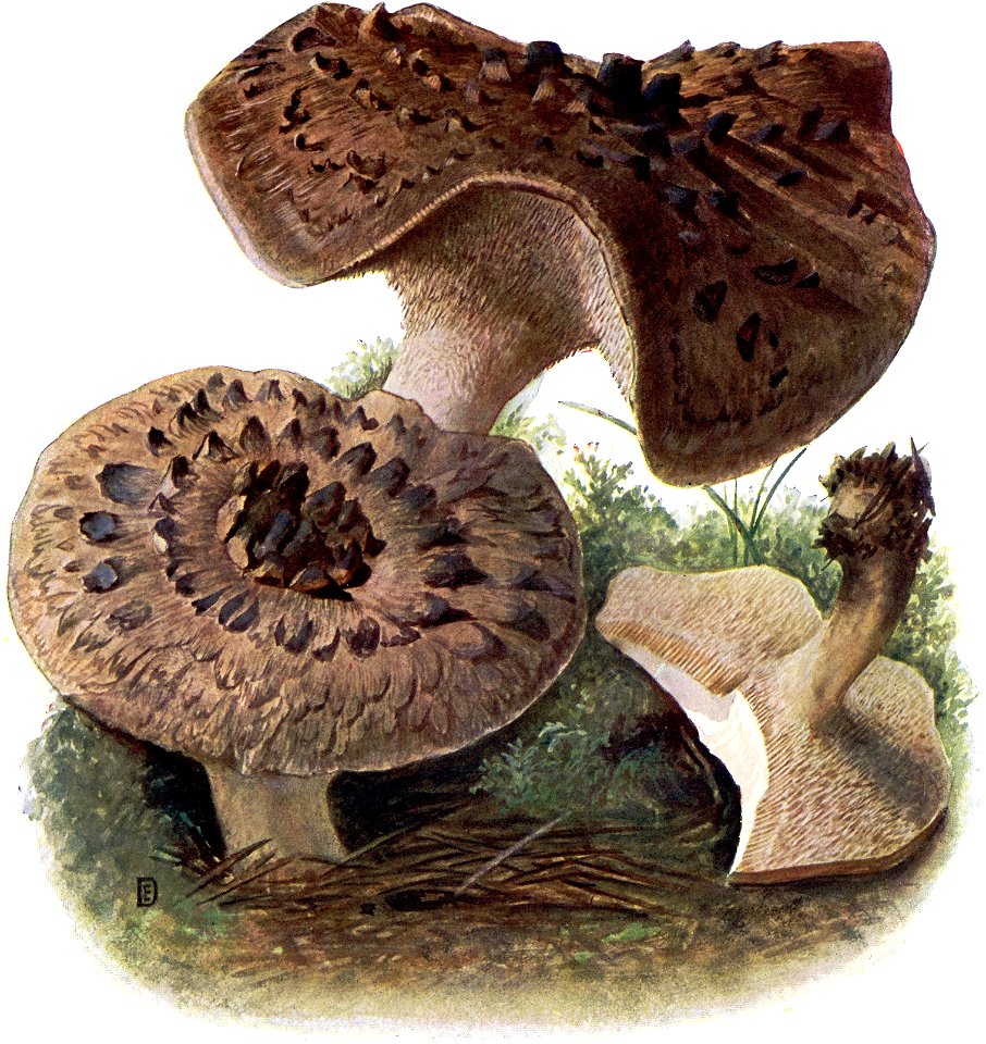 Pilze d. Heimat, T. 30 - Hydnum imbricatum