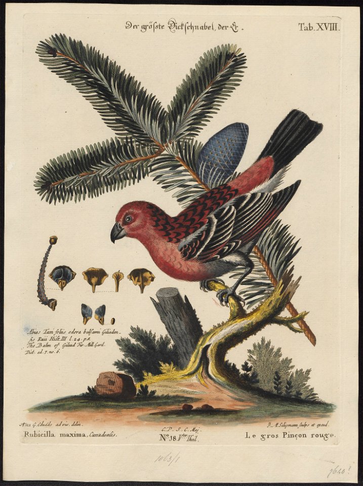 Pinicola canadensis - 1700-1880 - Print - Iconographia Zoologica - Special Collections University of Amsterdam - UBA01 IZ16000199