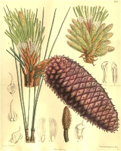 Pinus jeffreyi 135-8257