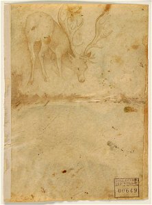 Pisanello - Cerf (verso)