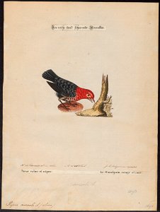 Pipra aureola - 1700-1880 - Print - Iconographia Zoologica - Special Collections University of Amsterdam - UBA01 IZ16600185