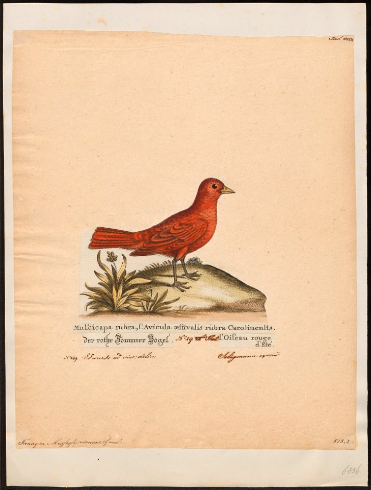 Piranga aestiva - 1700-1880 - Print - Iconographia Zoologica - Special Collections University of Amsterdam - UBA01 IZ15900237
