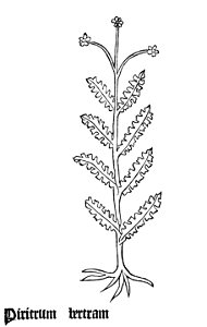Piritrum Gart 1485