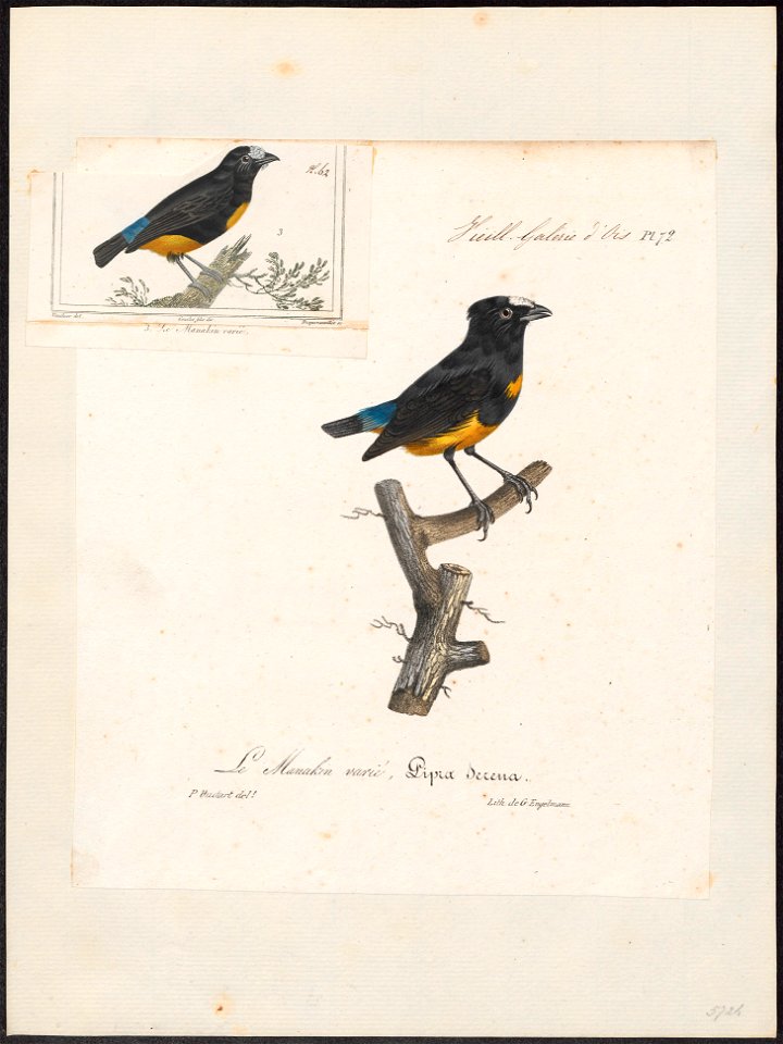 Pipra serena - 1825-1834 - Print - Iconographia Zoologica - Special Collections University of Amsterdam - UBA01 IZ16600219