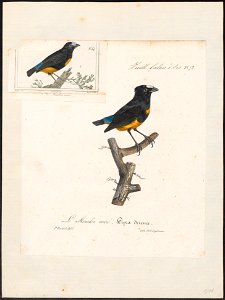 Pipra serena - 1825-1834 - Print - Iconographia Zoologica - Special Collections University of Amsterdam - UBA01 IZ16600219
