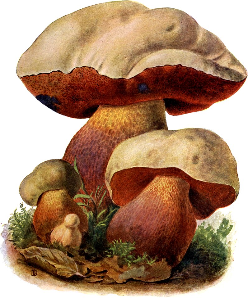 Pilze d. Heimat, T. 15 - Boletus satanas