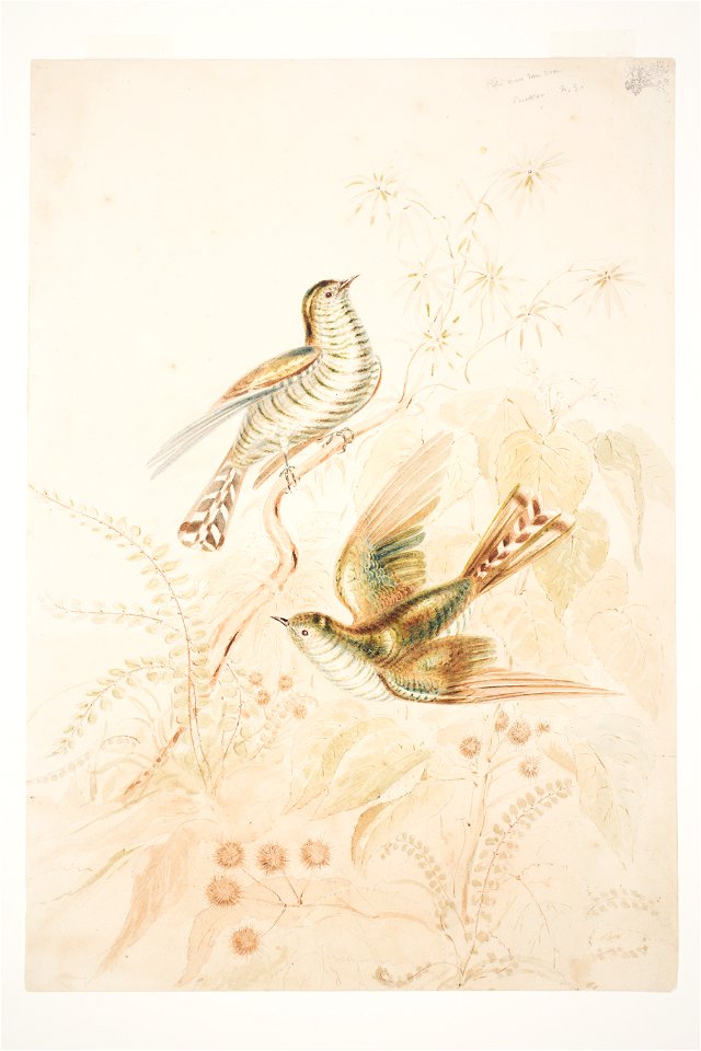 Pipi wau rau roa (Pipiwharauroa) Cuckoo N.Z. by Charles Heaphy