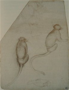Pisanello - Codex Vallardi 2393 r