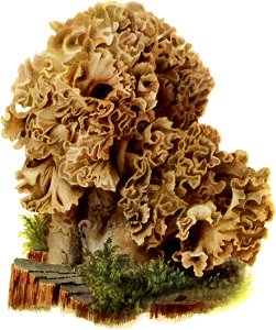 Pilze d. Heimat, T. 34 - Sparassis ramosa