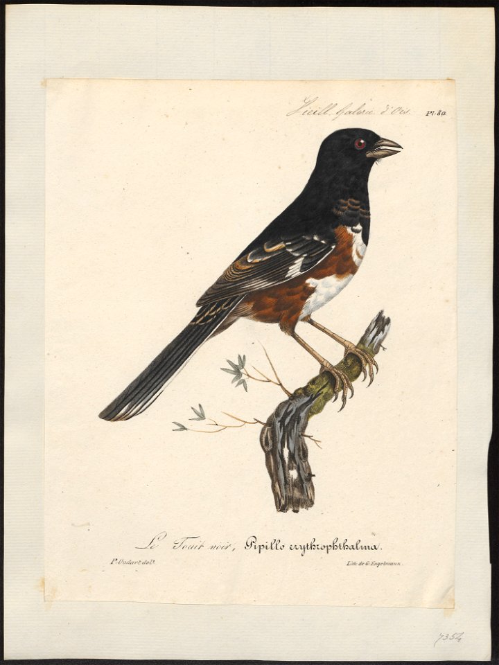 Pipilo erythrophthalmus - 1825-1834 - Print - Iconographia Zoologica - Special Collections University of Amsterdam - UBA01 IZ16000275