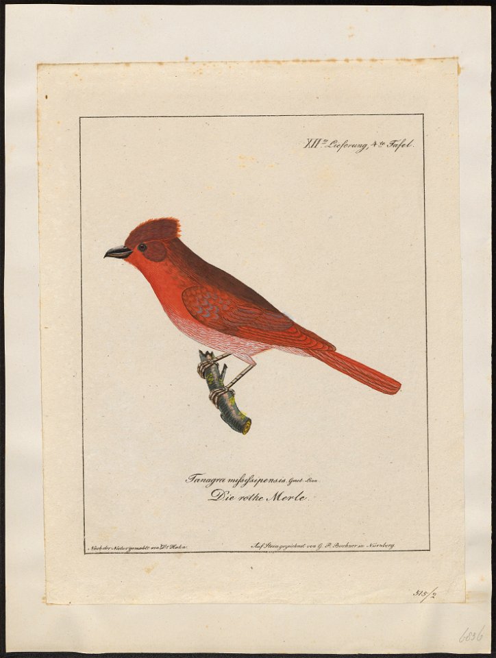 Piranga aestiva - 1700-1880 - Print - Iconographia Zoologica - Special Collections University of Amsterdam - UBA01 IZ15900239