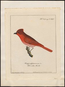 Piranga aestiva - 1700-1880 - Print - Iconographia Zoologica - Special Collections University of Amsterdam - UBA01 IZ15900239