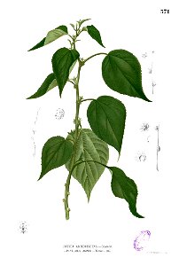 Pipturus arborescens Blanco2.371