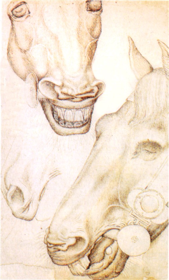 Pisanello, teste di cavallo, 1430 circa, cabinet des dessins