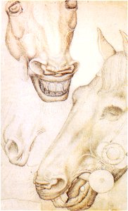 Pisanello, teste di cavallo, 1430 circa, cabinet des dessins