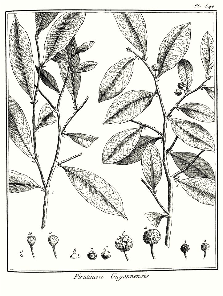 Piratinera guianensis Aublet 1775 pl 340