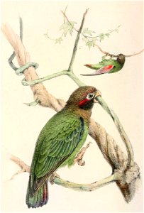 Pionopsitta haematotis haematotis 1860