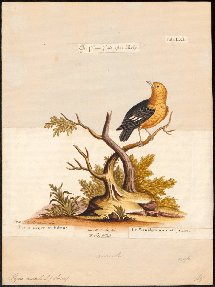 Pipra aureola - 1700-1880 - Print - Iconographia Zoologica - Special Collections University of Amsterdam - UBA01 IZ16600193