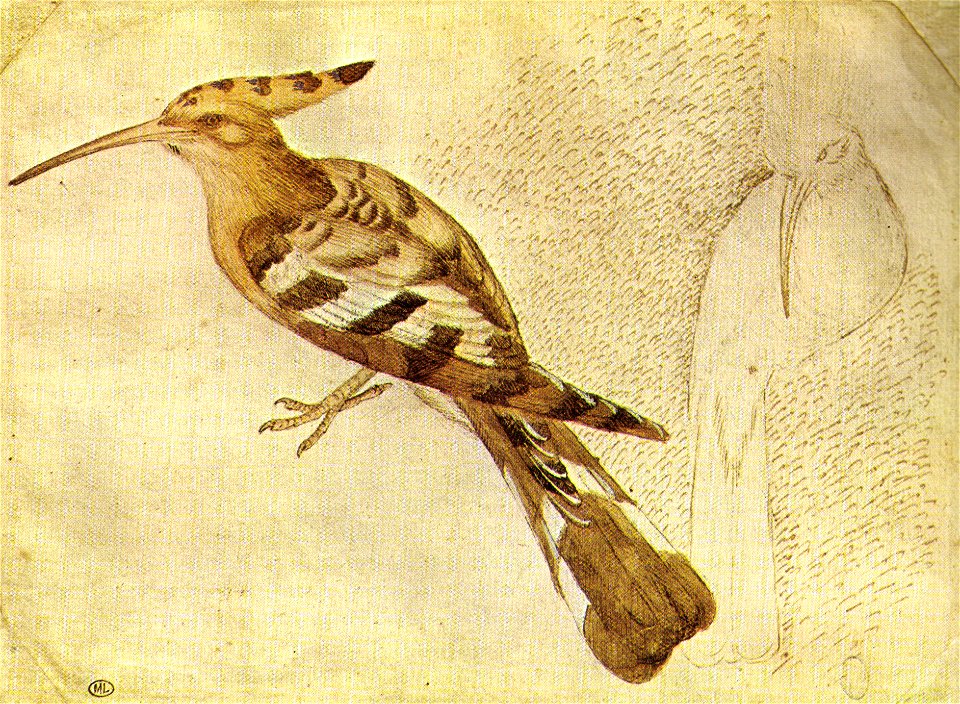 Pisanello, disegni, louvre 2467