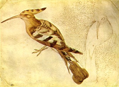 Pisanello, disegni, louvre 2467