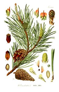 Pinus sylvestris - Prof. Dr. Thomé’s Flora von Deutschland (Pl. 26) (7845261948) - clean