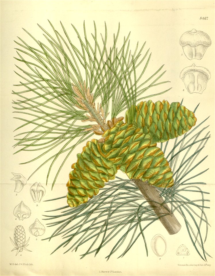 Pinus flexilis 138-8467