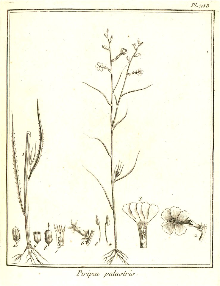 Piripea palustris Aublet 1775 pl 253