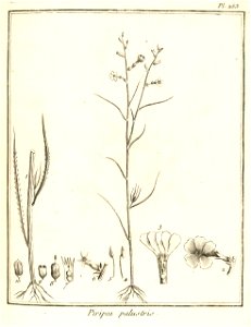 Piripea palustris Aublet 1775 pl 253